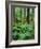 Ferns in the Understory of a Lowland Spruce-Fir Forest, White Mountains, New Hampshire, USA-Jerry & Marcy Monkman-Framed Photographic Print