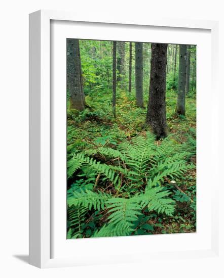 Ferns in the Understory of a Lowland Spruce-Fir Forest, White Mountains, New Hampshire, USA-Jerry & Marcy Monkman-Framed Photographic Print