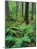Ferns in the Understory of a Lowland Spruce-Fir Forest, White Mountains, New Hampshire, USA-Jerry & Marcy Monkman-Mounted Photographic Print