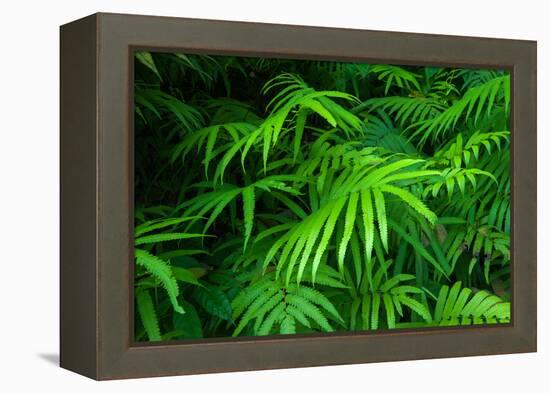 Ferns Leaves Green Foliage Tropical Background-SergWSQ-Framed Premier Image Canvas