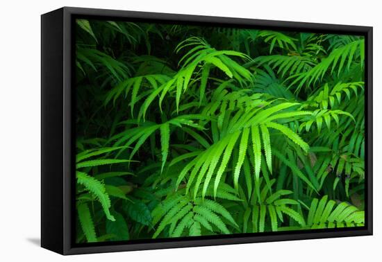 Ferns Leaves Green Foliage Tropical Background-SergWSQ-Framed Premier Image Canvas