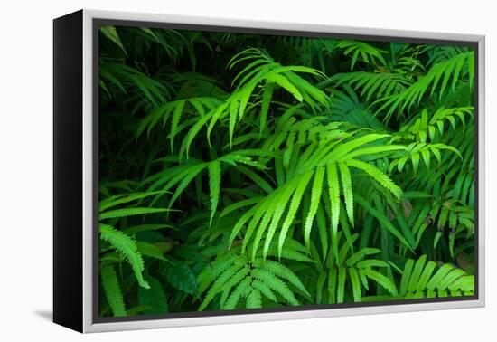 Ferns Leaves Green Foliage Tropical Background-SergWSQ-Framed Premier Image Canvas