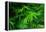 Ferns Leaves Green Foliage Tropical Background-SergWSQ-Framed Premier Image Canvas