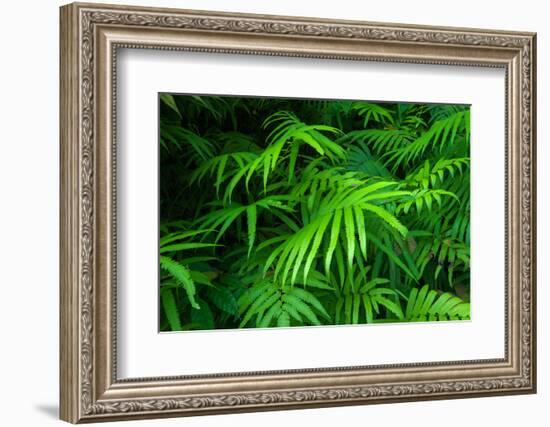 Ferns Leaves Green Foliage Tropical Background-SergWSQ-Framed Photographic Print