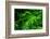 Ferns Leaves Green Foliage Tropical Background-SergWSQ-Framed Photographic Print