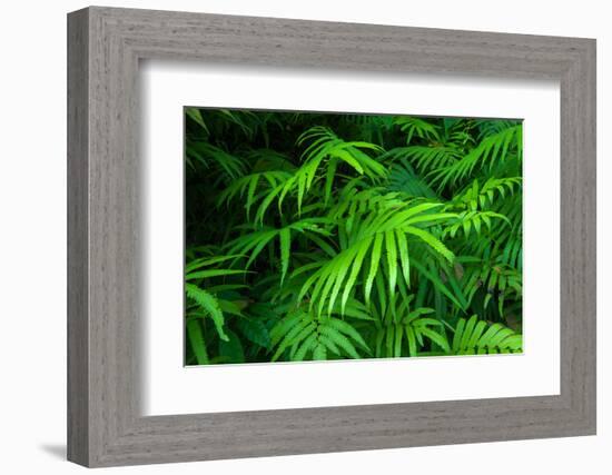 Ferns Leaves Green Foliage Tropical Background-SergWSQ-Framed Photographic Print