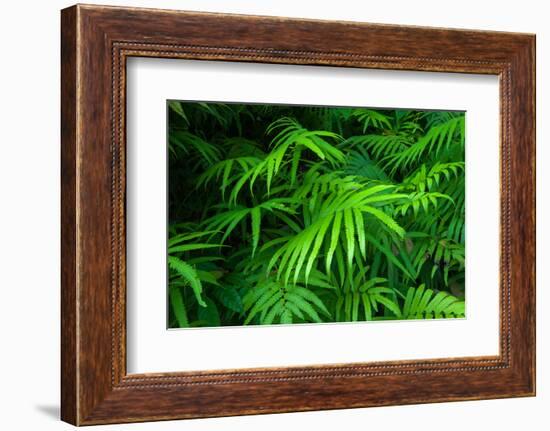 Ferns Leaves Green Foliage Tropical Background-SergWSQ-Framed Photographic Print