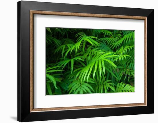 Ferns Leaves Green Foliage Tropical Background-SergWSQ-Framed Photographic Print