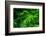 Ferns Leaves Green Foliage Tropical Background-SergWSQ-Framed Photographic Print