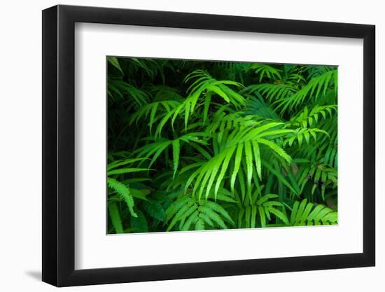 Ferns Leaves Green Foliage Tropical Background-SergWSQ-Framed Photographic Print