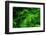 Ferns Leaves Green Foliage Tropical Background-SergWSQ-Framed Photographic Print