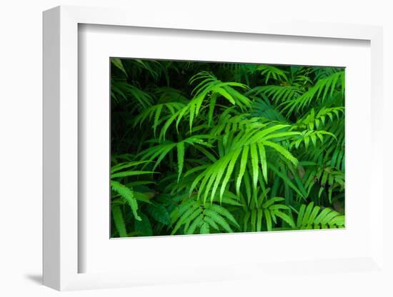 Ferns Leaves Green Foliage Tropical Background-SergWSQ-Framed Photographic Print