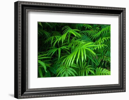 Ferns Leaves Green Foliage Tropical Background-SergWSQ-Framed Photographic Print