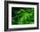 Ferns Leaves Green Foliage Tropical Background-SergWSQ-Framed Photographic Print