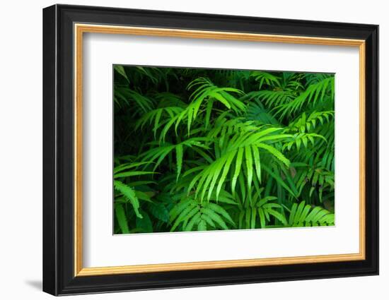 Ferns Leaves Green Foliage Tropical Background-SergWSQ-Framed Photographic Print