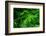 Ferns Leaves Green Foliage Tropical Background-SergWSQ-Framed Photographic Print