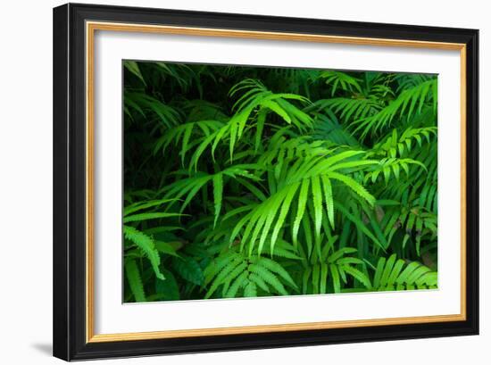 Ferns Leaves Green Foliage Tropical Background-SergWSQ-Framed Photographic Print