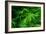 Ferns Leaves Green Foliage Tropical Background-SergWSQ-Framed Photographic Print