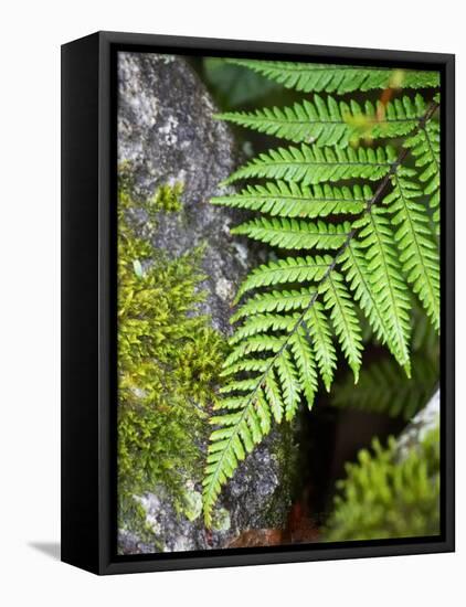 Ferns near Lake Moeraki, West Coast, South Island, New Zealand-David Wall-Framed Premier Image Canvas