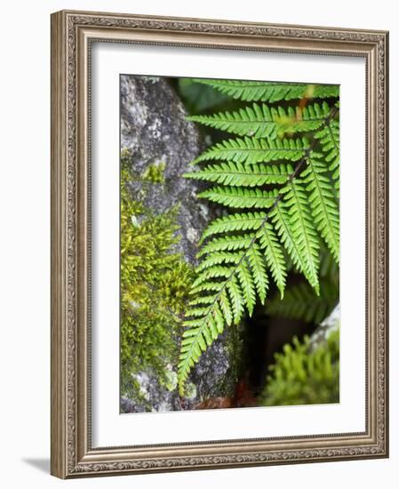 Ferns near Lake Moeraki, West Coast, South Island, New Zealand-David Wall-Framed Photographic Print