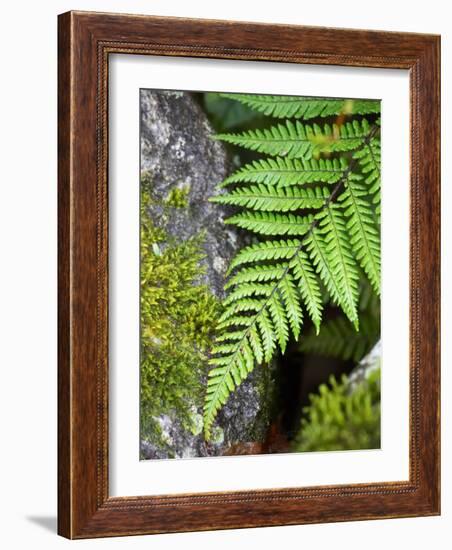 Ferns near Lake Moeraki, West Coast, South Island, New Zealand-David Wall-Framed Photographic Print