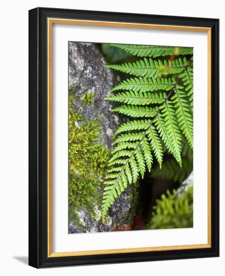 Ferns near Lake Moeraki, West Coast, South Island, New Zealand-David Wall-Framed Photographic Print