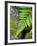 Ferns near Lake Moeraki, West Coast, South Island, New Zealand-David Wall-Framed Photographic Print