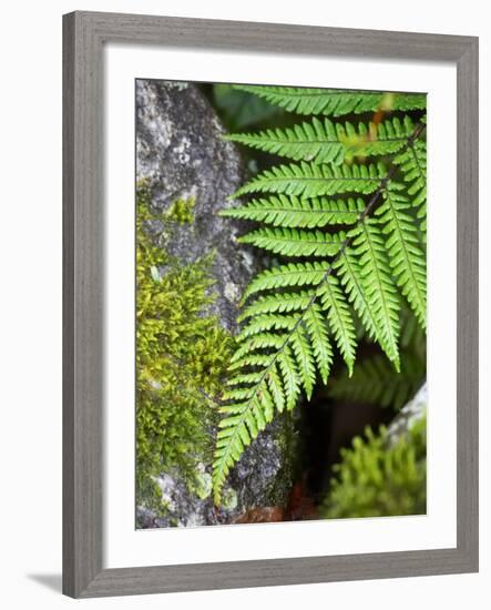 Ferns near Lake Moeraki, West Coast, South Island, New Zealand-David Wall-Framed Photographic Print