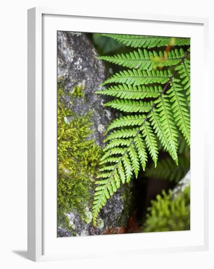 Ferns near Lake Moeraki, West Coast, South Island, New Zealand-David Wall-Framed Photographic Print