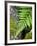 Ferns near Lake Moeraki, West Coast, South Island, New Zealand-David Wall-Framed Photographic Print