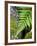 Ferns near Lake Moeraki, West Coast, South Island, New Zealand-David Wall-Framed Photographic Print