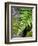 Ferns near Lake Moeraki, West Coast, South Island, New Zealand-David Wall-Framed Photographic Print