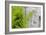 Ferns next to a paper birch tree, Reed, Maine-Jerry & Marcy Monkman-Framed Photographic Print