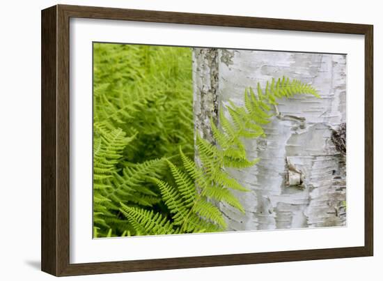 Ferns next to a paper birch tree, Reed, Maine-Jerry & Marcy Monkman-Framed Photographic Print