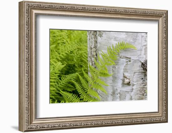 Ferns next to a paper birch tree, Reed, Maine-Jerry & Marcy Monkman-Framed Photographic Print