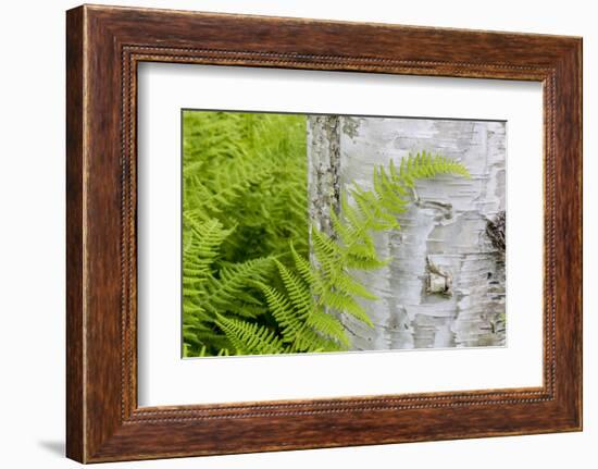 Ferns next to a paper birch tree, Reed, Maine-Jerry & Marcy Monkman-Framed Photographic Print