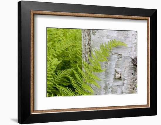 Ferns next to a paper birch tree, Reed, Maine-Jerry & Marcy Monkman-Framed Photographic Print