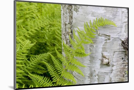 Ferns next to a paper birch tree, Reed, Maine-Jerry & Marcy Monkman-Mounted Photographic Print