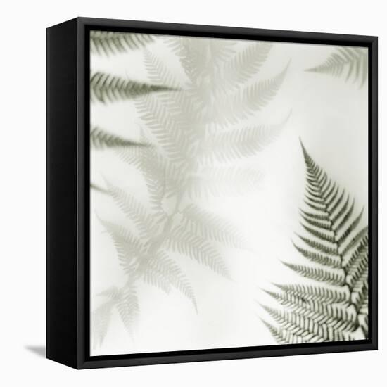 Ferns No. 2-Alan Blaustein-Framed Stretched Canvas