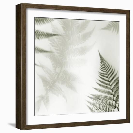 Ferns No. 2-Alan Blaustein-Framed Photographic Print