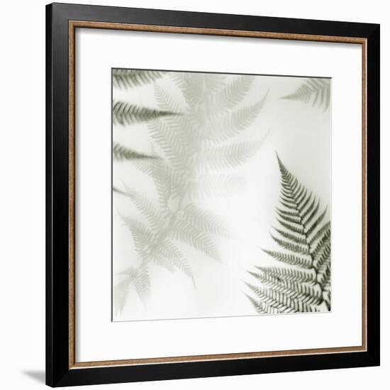 Ferns No. 2-Alan Blaustein-Framed Photographic Print