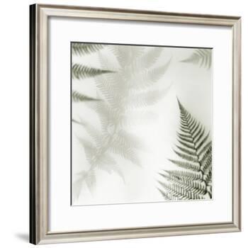 Ferns No. 2-Alan Blaustein-Framed Photographic Print