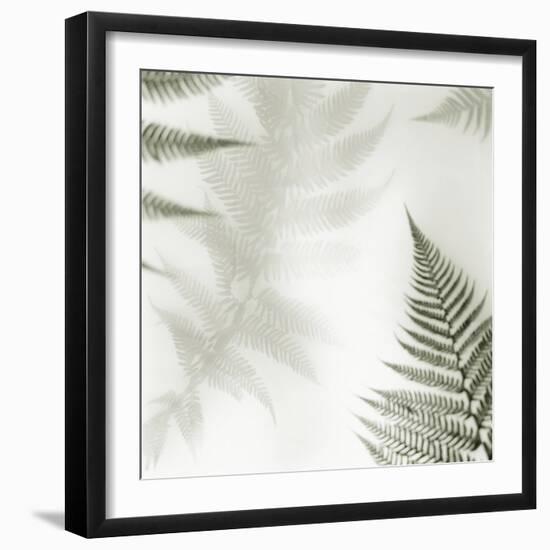 Ferns No. 2-Alan Blaustein-Framed Photographic Print