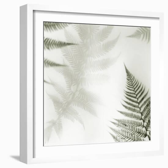 Ferns No. 2-Alan Blaustein-Framed Photographic Print