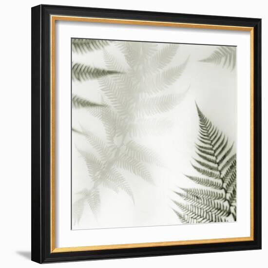 Ferns No. 2-Alan Blaustein-Framed Photographic Print