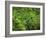 Ferns of Corkscrew Swamp Sanctuary, Florida-Maresa Pryor-Framed Photographic Print