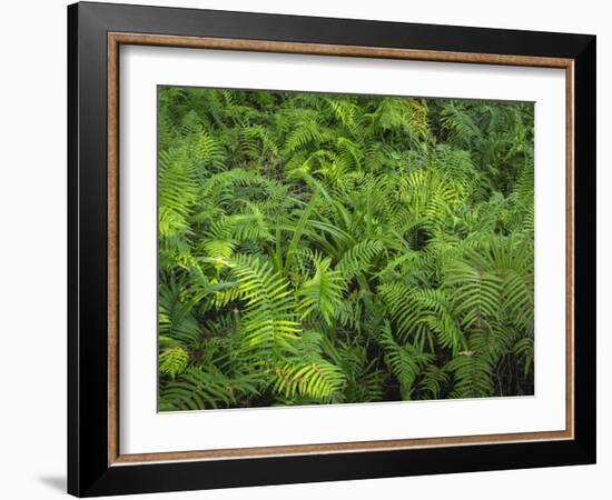 Ferns of Corkscrew Swamp Sanctuary, Florida-Maresa Pryor-Framed Photographic Print