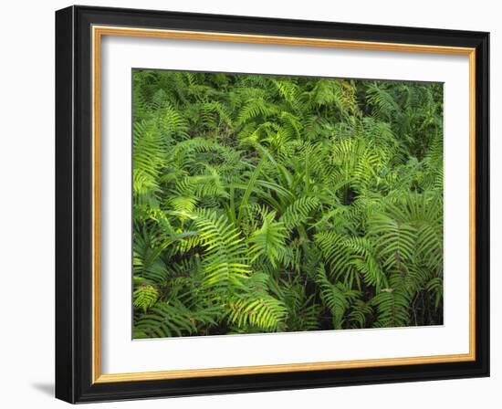 Ferns of Corkscrew Swamp Sanctuary, Florida-Maresa Pryor-Framed Photographic Print