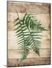 Ferns On Wood Mate-Jace Grey-Mounted Art Print