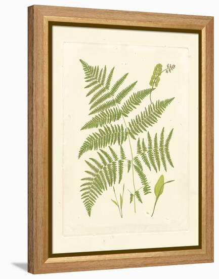 Ferns with Platemark I-null-Framed Stretched Canvas